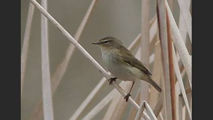 Common Chiffchaff
