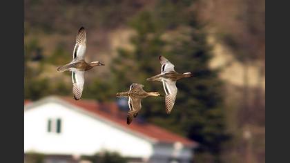 Garganey