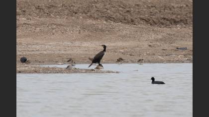 Great Cormorant