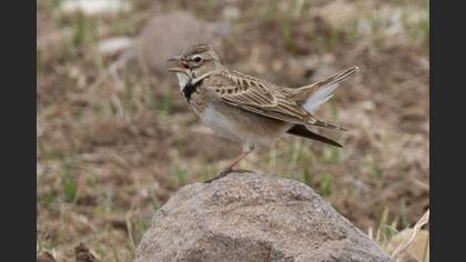 Calandra Lark