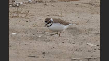 Little Ringed Plover