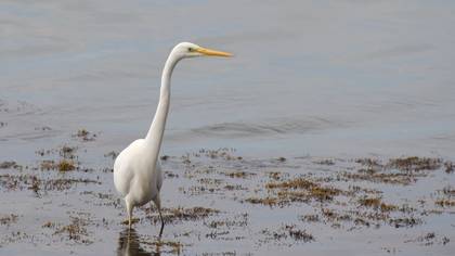 Great Egret
