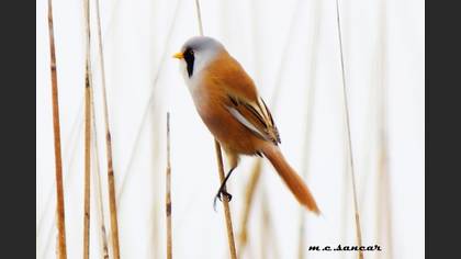 Bearded Reedling