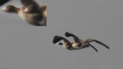 Lesser White-fronted Goose