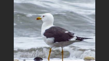 Lesser Black-backed Gull