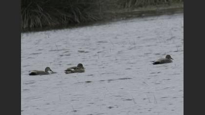 Gadwall