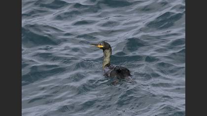 European Shag