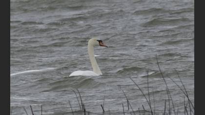 Mute Swan