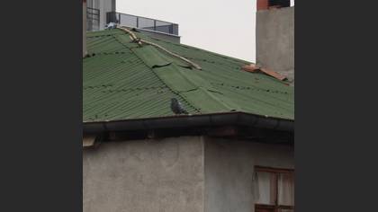 Rock Dove
