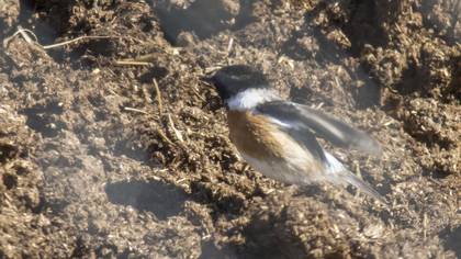 Siberian Stonechat