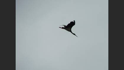 Black Stork