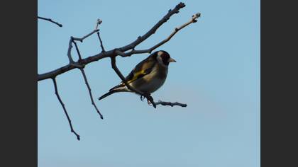 European Goldfinch