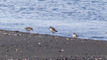 Tibetan Sand Plover