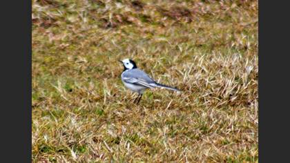 White Wagtail