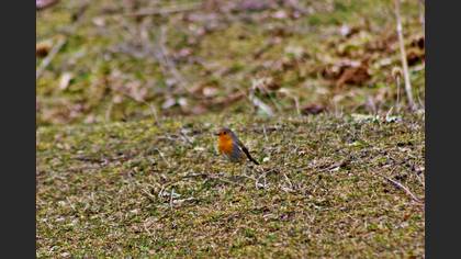 European Robin