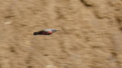Wallcreeper