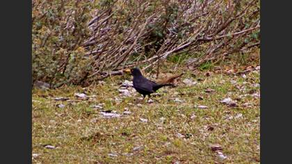 Common Blackbird