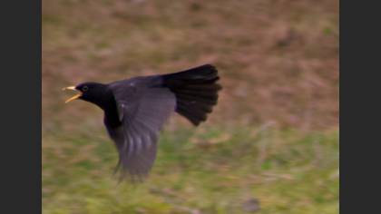 Common Blackbird