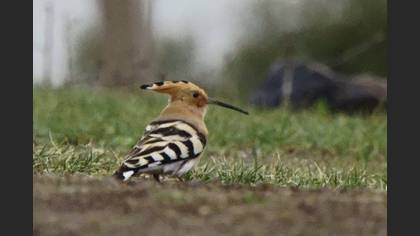 Common Hoopoe