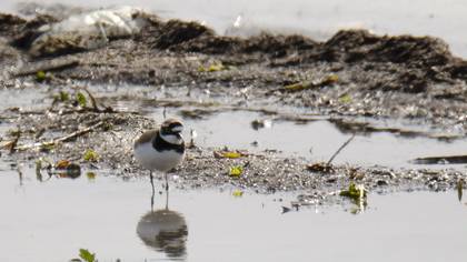 Little Ringed Plover