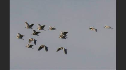 Black-crowned Night Heron