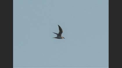 Gull-billed Tern