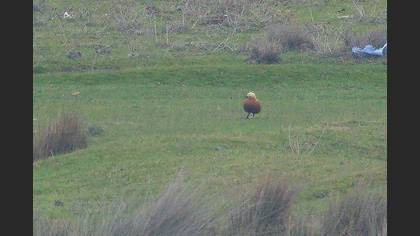 Ruddy Shelduck