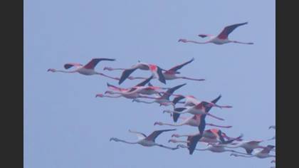 Greater Flamingo