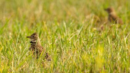 Calandra Lark