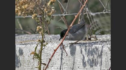 Sardinian Warbler