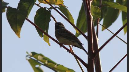 Cirl Bunting
