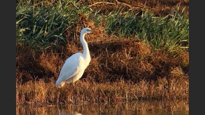 Great Egret