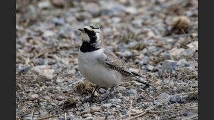 Horned Lark