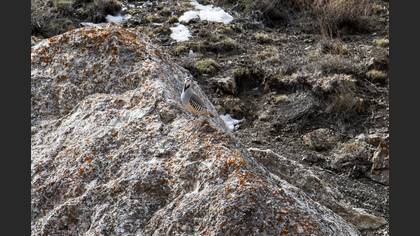 Chukar Partridge