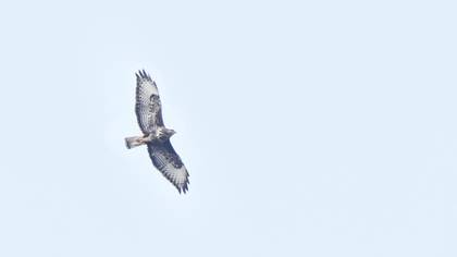 Common Buzzard