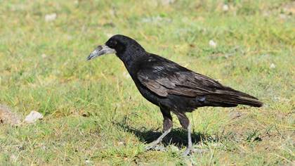Rook