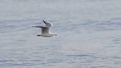 Slender-billed Gull