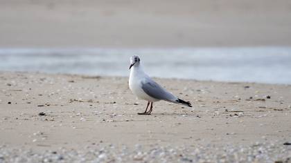 Black-headed Gull