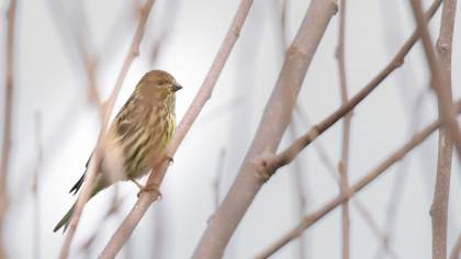 European Serin