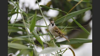 Eurasian Tree Sparrow