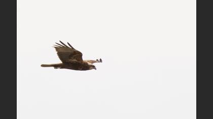 Western Marsh Harrier