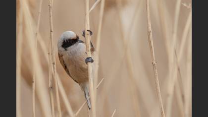Eurasian Penduline Tit
