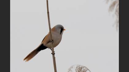 Bearded Reedling