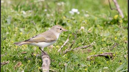 Eastern Bonelli`s Warbler
