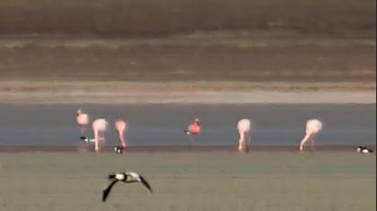 Lesser Flamingo