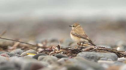 Desert Wheatear