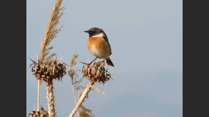 European Stonechat