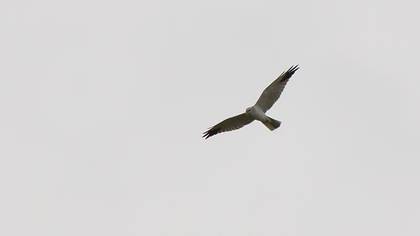 Pallid Harrier