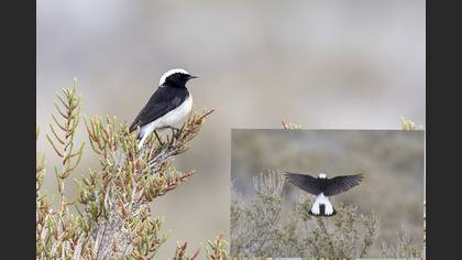 Pied Wheatear