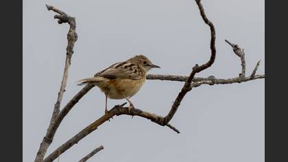 Zitting Cisticola